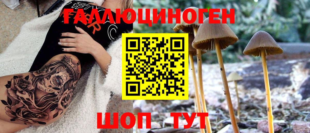 Псилоцибиновые грибы Psilocybe  Вход с VPN  Нижнекамск 